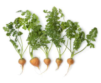 Parisian carrots